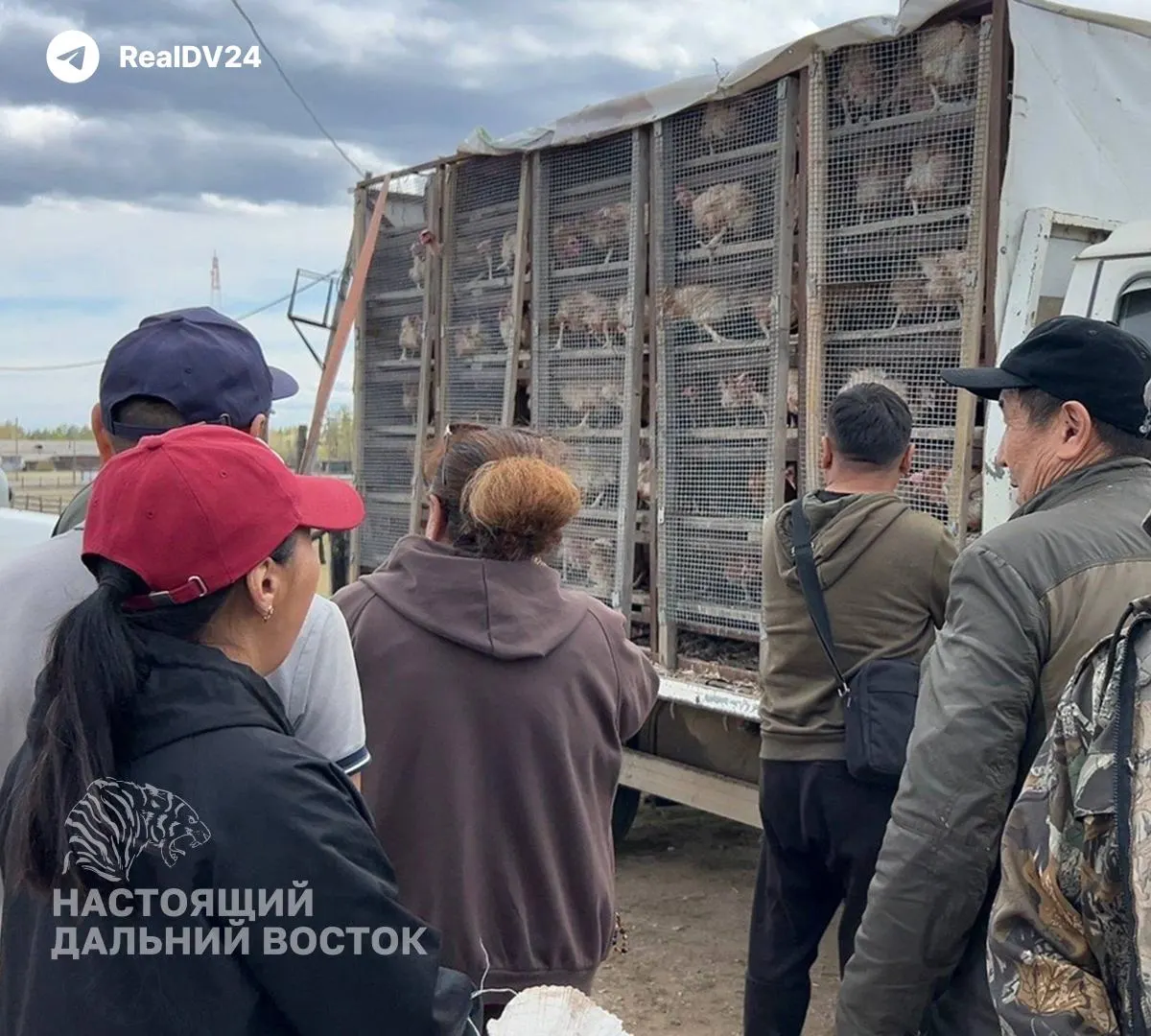 В нескольких улусах Якутии значительно вырос спрос на кур-несушек: заявки увеличились на сотни, субсидии отменили, а жители предпочитают заводить птицу из‑за роста цен и логистики.