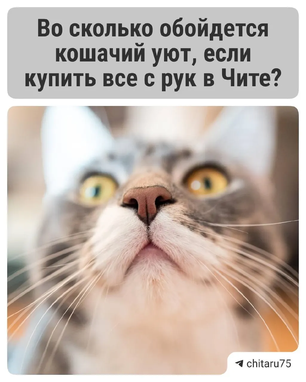 Спрос на товары для кошек в регионе заметно подскочил: продажи игрушек увеличились в 2,5 раза, лежанок на 50%, домиков и когтеточек — в 3,5 раза. Обустроить уголок для питомца можно примерно за 5 тыс. рублей; подержанные вещи в среднем на 25% дешевле новых.