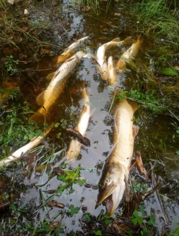 Более 1 600 подписей в обращении жителей Тюмени: вода из реки Туры стала мутной и пахнет канализацией. Власти говорят, что угрозы нет, но рекомендуют пить бутилированную воду — в магазинах её почти нет, а цены на автоматах подскочили на 40%.