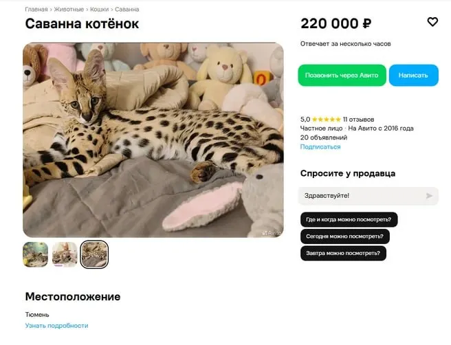 Котёнок напоминает миниатюрного гепарда и стоит 220 тысяч рублей.