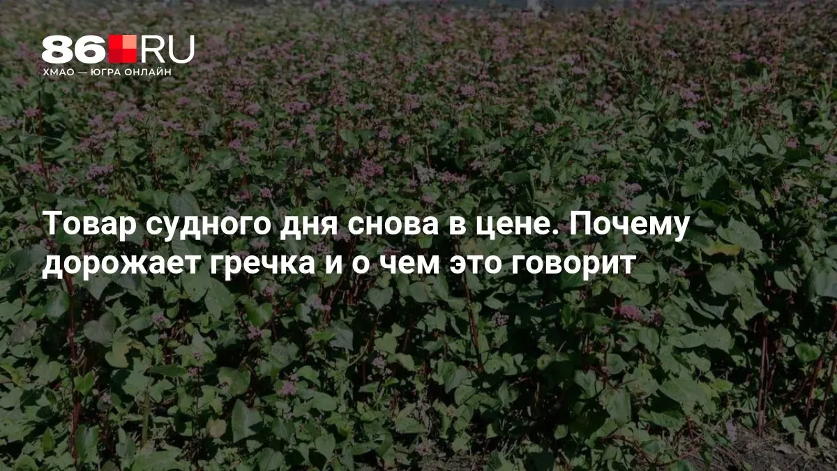 Рост цен на гречку продолжается; разбор факторов и прогнозы на ближайшее время.