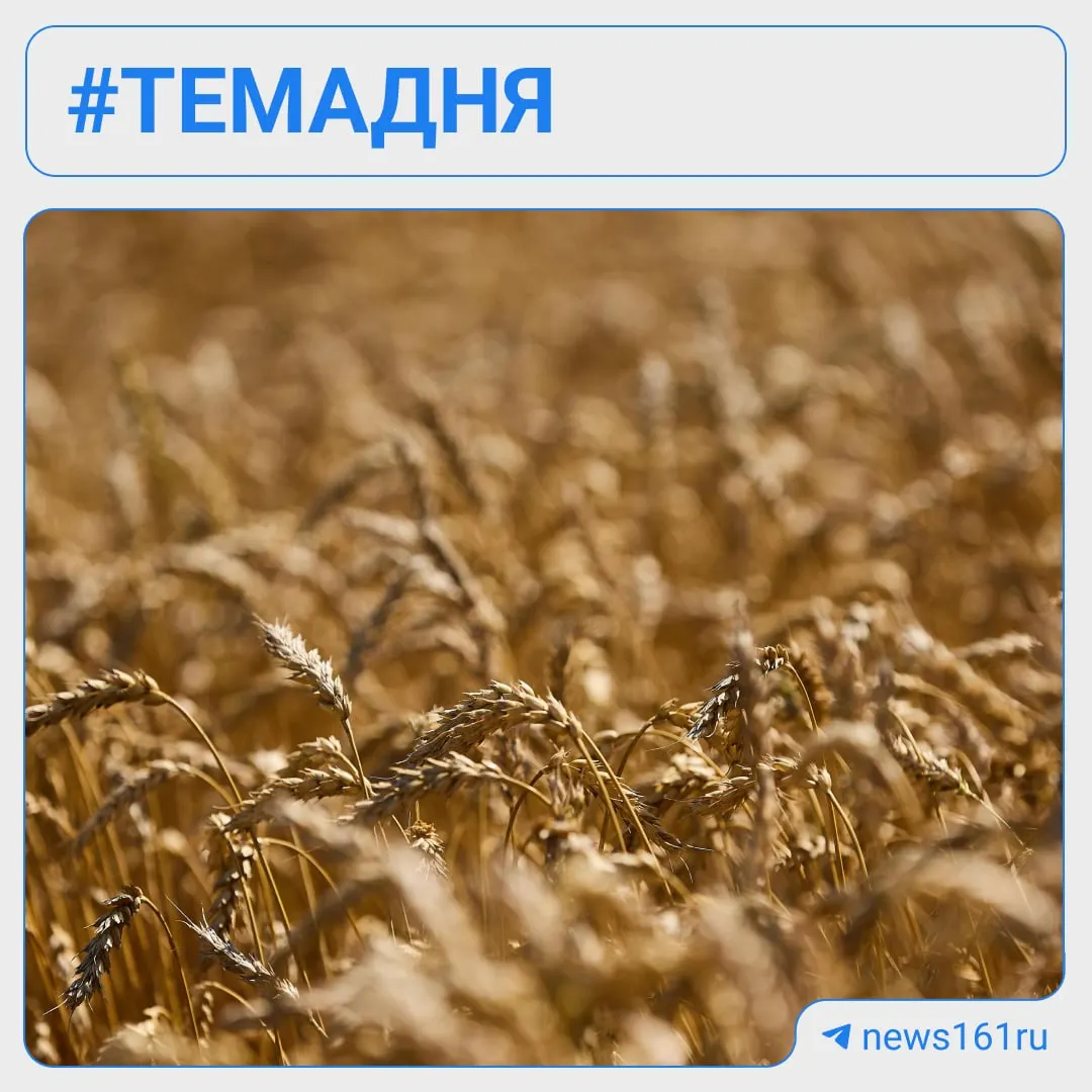 Цены на пшеницу снижаются на фоне переполненных складов и элеваторов; фермеры задумываются о целесообразности посевной в следующем году.