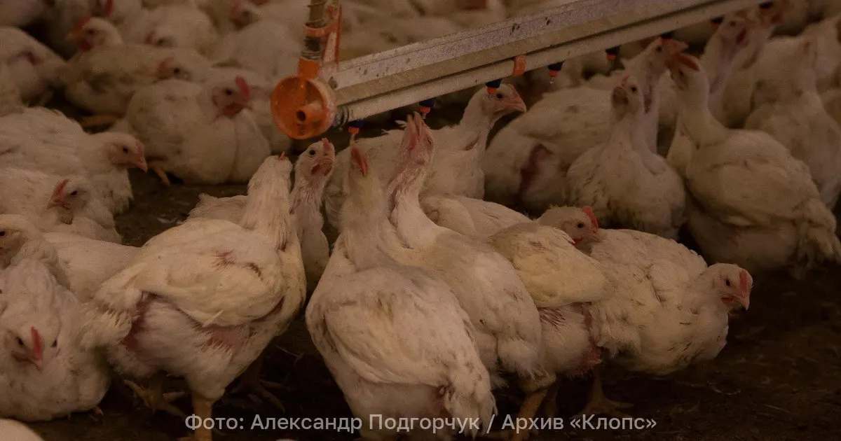 В августе цены на мясо птицы продолжили расти: курица подорожала на 15,8%, индейка — на 15,1%; рост объясняется подорожанием кормов, перевозок и оплаты труда.