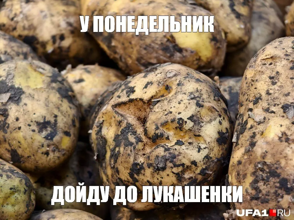 По данным Росстата, к концу августа цена достигла 59 рублей за килограмм, рост примерно 35% за год. Причины — рост себестоимости и хранение урожая, при этом господдержка сдерживает рост цен.