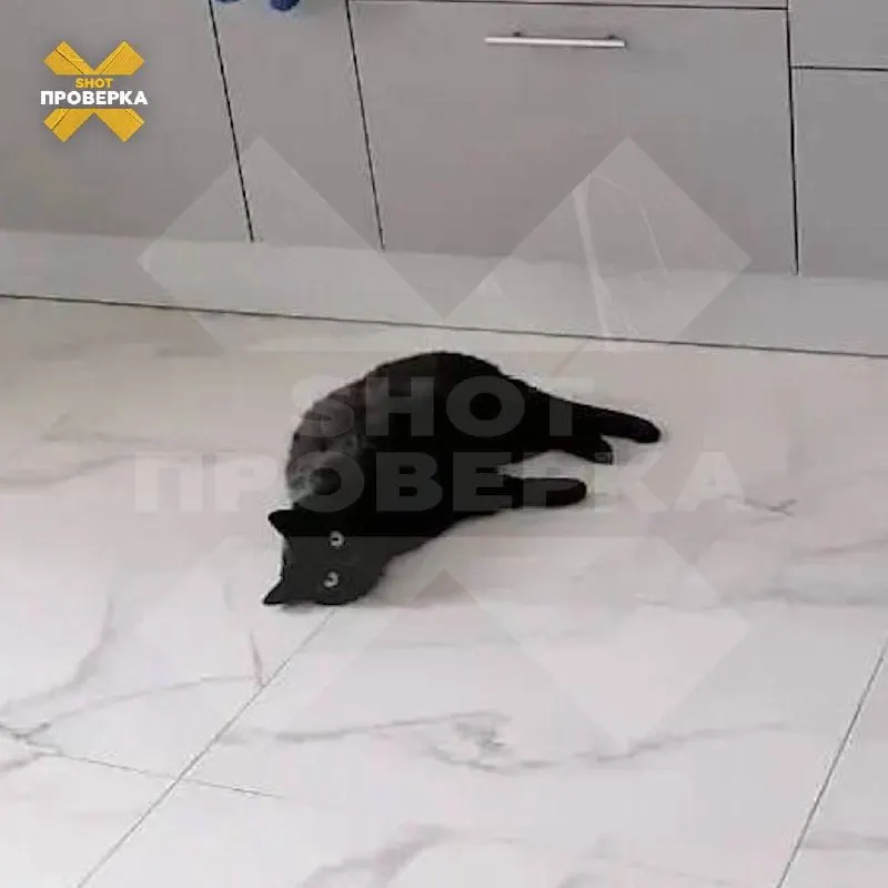 Ключевая сумма за визит и процедуры оказалась неизвестной заранее: счёт за осмотр и платные услуги достиг 65,6 тыс. руб., несмотря на заботу о питомце.