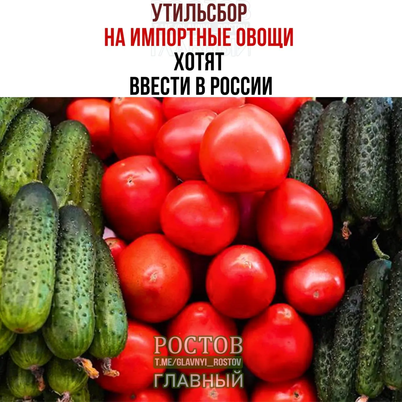 Производители предлагают ввести защитные пошлины на импортную продукцию, чтобы поддержать отечественные тепличные хозяйства и стабилизировать цены на овощи.